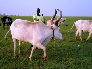 A man attempts to decorate a cow for dowry in Leer County June 15, 2011 (ST)