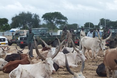 South Sudan's Lakes state and its neighbouring regions have become a hub for cattle raids (ST)