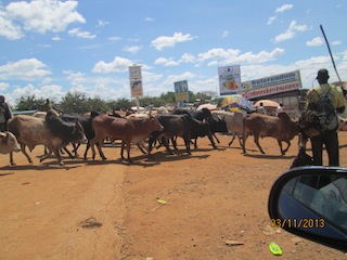 Traders move their cattle through Nimule on 3 November 2013 after crossing into South Sudan from Elegu, Uganda (ST)