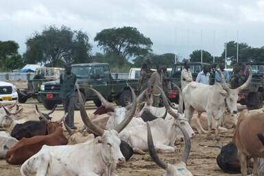 South Sudan’s Lakes state and its neighbouring regions have become a hub for cattle raids (ST)