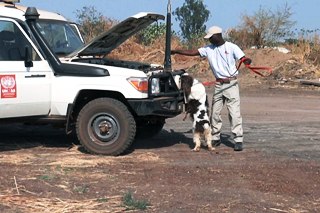 A sniffer dog inspects a UN vehicle in South Sudan (UN photo)