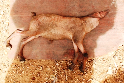 The headless young goat produced in Torit county May 31, 2014 (ST)