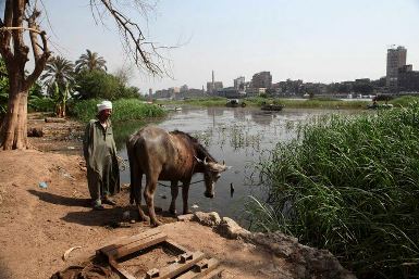 An Egyptian farmer stands by his cow as it takes a drink from the Nile. (Photo: Reuters)