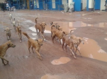 Packs of stray dogs are roaming the streets of Lakes state capital Rumbek in increasing numbers (ST)