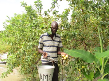 Paul Alim Amol displays guava fruits picked from his farm in South Sudan's Jonglei state (ST)