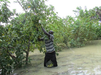 Bor Farmer Paul Alim Amol picks guava fruits from the trees while surrounded by flood waters that inundated his farm (ST)