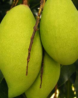 السودان ينتج 37 صنفا من فاكهة المانجو