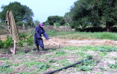 Abraham Mayom Lual, who leads the 51 farmers, preparing his field for cultivation in Bor, in June 2015 (ST photo)