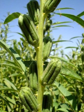 Sesame plant in Gadaref state (SUNA)