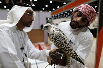 Men look at a falcon during the International Hunting and Equestrian Exhibition in Abu Dhabi on September 4, 2013. (Photo Reuters/Ahmed Jadallah)