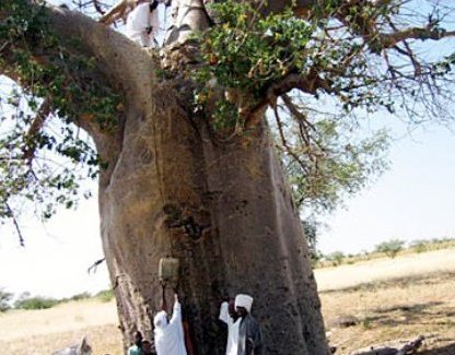 Baobab tree in western Sudan