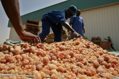Sudanese workers collect pieces of gum arabic at a factory in Khartoum (Photo AFP)
