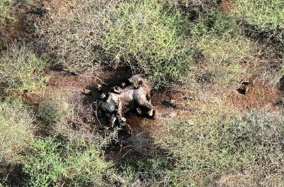An aerial view of a dead, poached elephant lying in a National Park in South Sudan on July 10, 2015 in a photo provided by the US-based Wildlife Conservation Society (WCS) (WCS Photo/Philip Elkan)