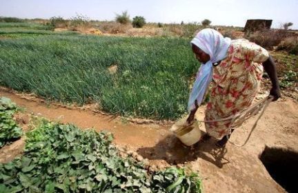 A woman, irrigates, crops, Kabkabiya, camp, North Darfur (Public Domaine Images Photo)