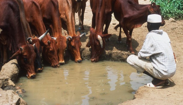 A Cattle herder in Darfur region (FAO Photo)