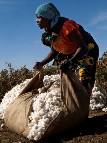 Harvesting cotton. Abu Asher area, Sudan (Photo World Bank/Arne Hoel)