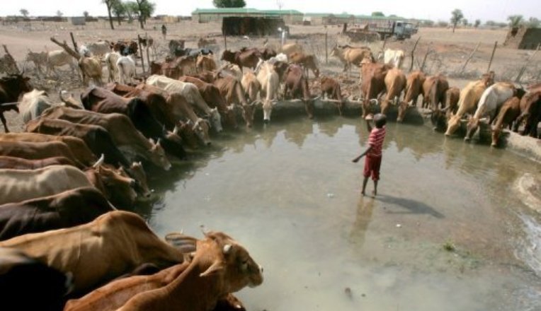 Cows drink from a pond of water in the town of Kadugli in the Sudanese oil-producing northern state of South Kordofan in May 2011. (Reuters Photo)