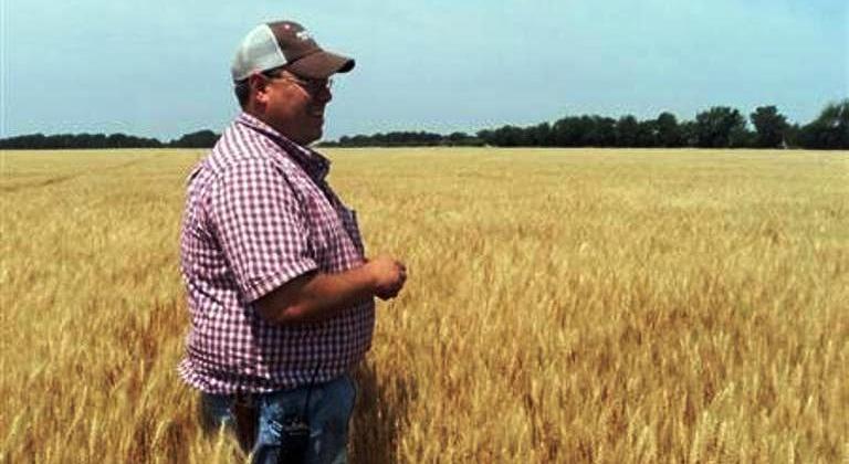 Kansas farmer Ryan Speer examines his new crop of wheat in Bentley, Kansas June 9, 2011. (Reuters/Carey Gillam)