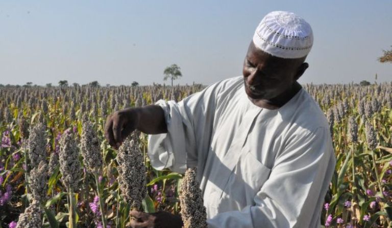 58-year-old Omar, a farmer from Tadamon Locality in Blue Nile state, is a beneficiary of an agriculture project funded by the European Union. (World Vision photo)