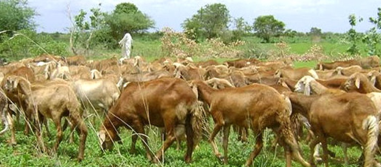 Sheep grazing in a farm in Gadaref state (ST file photo)