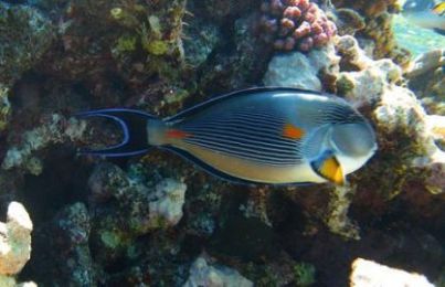 Acanthurus sohal in the Red Sea