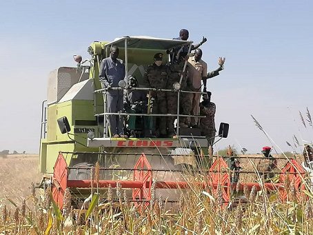 بدء حصاد الذرة في مساحات شاسعة استردت من الاثيوبيين مؤخرا (سودان تربيون)
