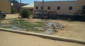 مستشفى الفاشر التعليمي يواجه ترديا في البيئة ..صورة لـ(سودان تربيون)