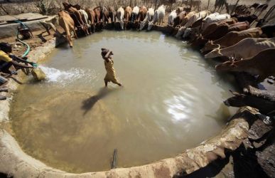 ابقار تشرب مياه من أحد أبار المياه في مدينة كادقلي - جنوب كردفان في شهر مايو 2011 (رويترز)