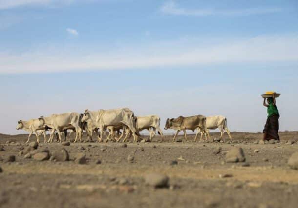 A woman drives a herd of cattle to a river side in Adadle district, Biyolow Kebele in Somali region of Ethiopia, in this undated handout photograph. WFP Handout via Reuters