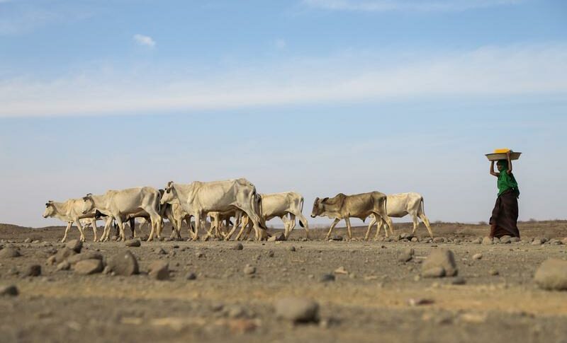 A woman drives a herd of cattle to a river side in Adadle district, Biyolow Kebele in Somali region of Ethiopia, in this undated handout photograph. WFP Handout via Reuters