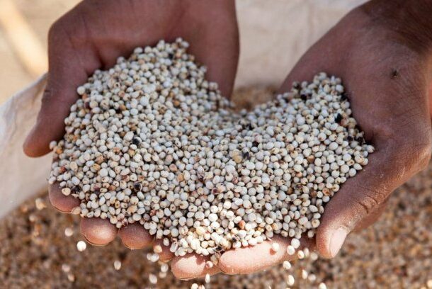 sorghum seeds from Sudan (UN photo)