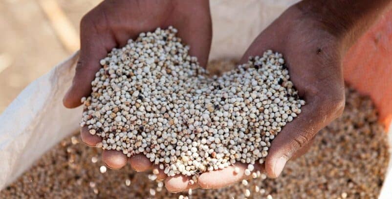 sorghum seeds from Sudan (UN photo)