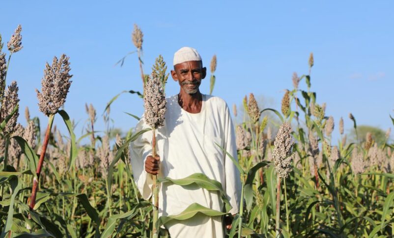 A farmer from Gonofa village, White Nile State, stands in his sorghum field, anticipating a successful harvest FAO photo