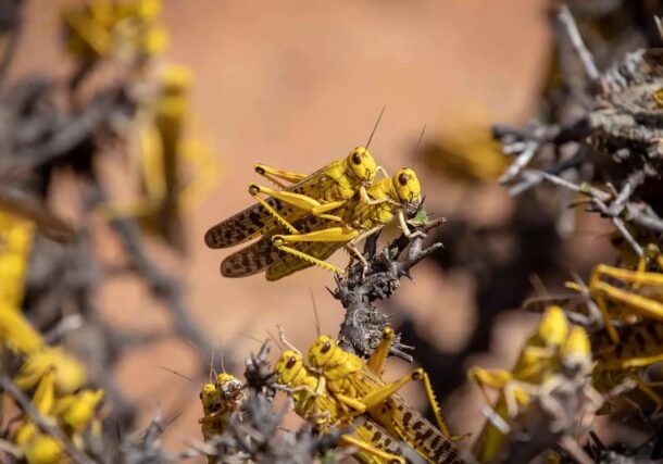 Desert locusts mate on a bush in northeastern Kenya. FAO photo
