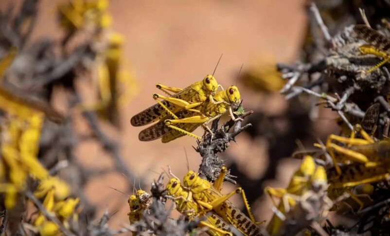 Desert locusts mate on a bush in northeastern Kenya. FAO photo