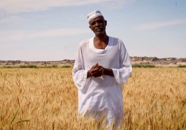Former mechanic Imad now farms wheat in the country's relatively stable Northern State, after fleeing war-torn Khartoum. WFP photo