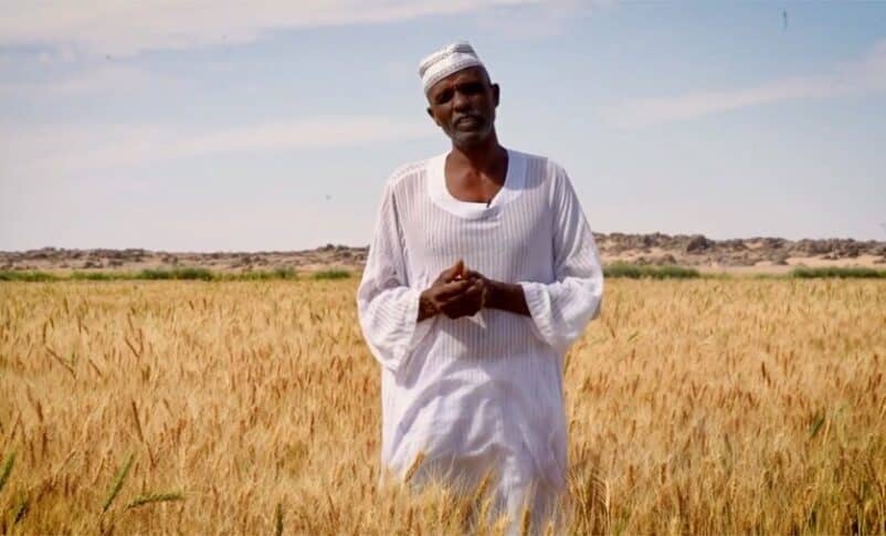 Former mechanic Imad now farms wheat in the country's relatively stable Northern State, after fleeing war-torn Khartoum. WFP photo