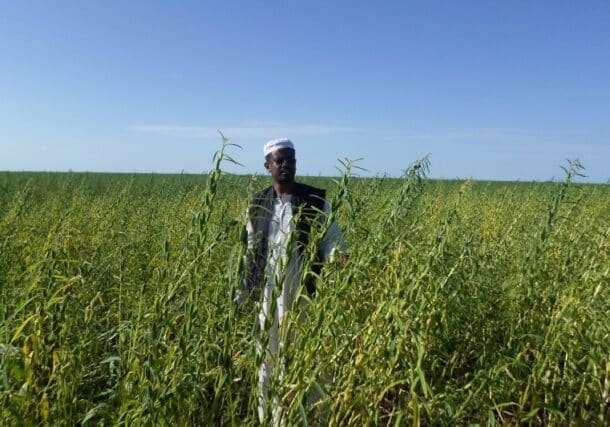 A farmer from Gederaf state stands in his sesame field