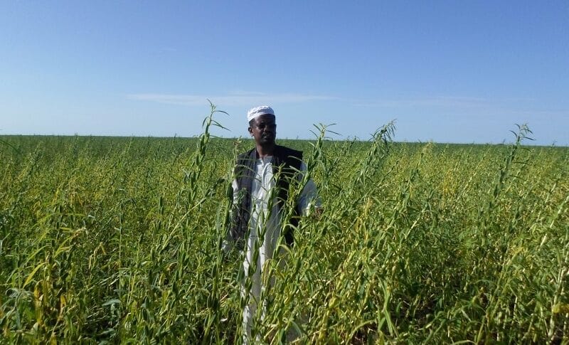 A farmer from Gederaf state stands in his sesame field