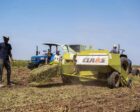 Farmers harvest peanuts at the New Halfa irrigated agricultural project in Kassala state in eastern Sudan on October 20, 2024. (AFP Photo)