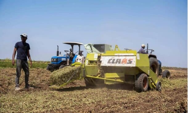 Farmers harvest peanuts at the New Halfa irrigated agricultural project in Kassala state in eastern Sudan on October 20, 2024. (AFP Photo)