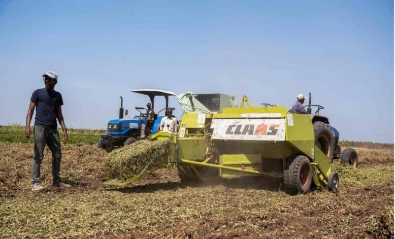 Farmers harvest peanuts at the New Halfa irrigated agricultural project in Kassala state in eastern Sudan on October 20, 2024. (AFP Photo)
