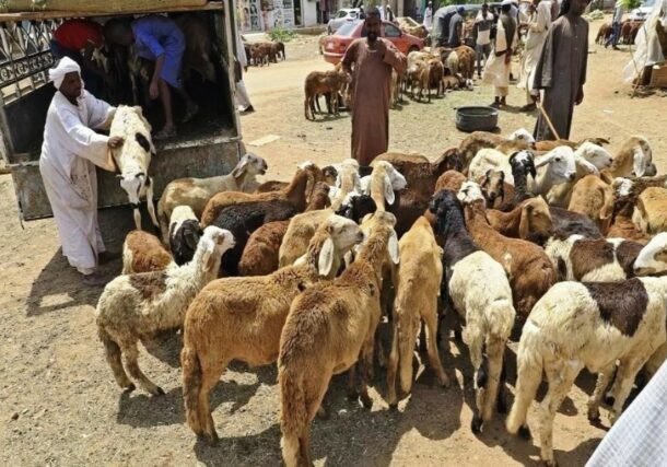 Livestock merchants unload their animals as they wait for buyers, a day ahead of the Muslim holiday of Eid al-Adha, at a market in Khartoum on July 19, 2021 AFP photo