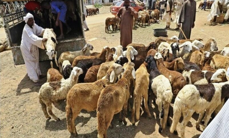 Livestock merchants unload their animals as they wait for buyers, a day ahead of the Muslim holiday of Eid al-Adha, at a market in Khartoum on July 19, 2021 AFP photo