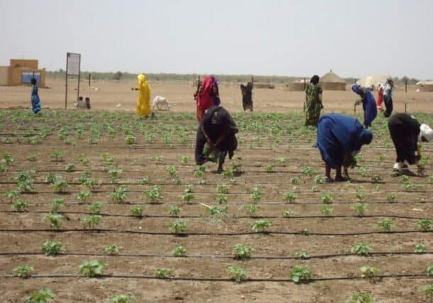Seasonal agricultural workers in Al Jazirah