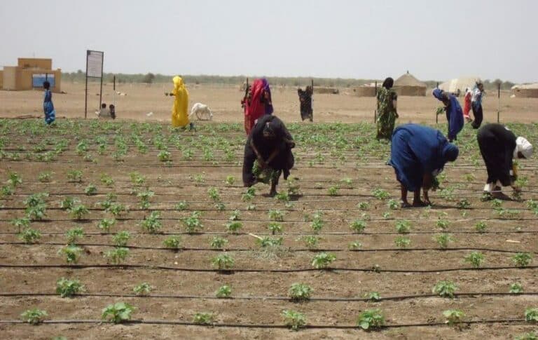 Seasonal agricultural workers in Al Jazirah