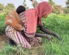 Al Jazirah farmers face immense financial hurdles threatening the upcoming agricultural season. (Ayin photo)