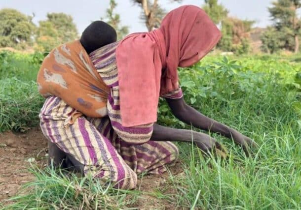 Al Jazirah farmers face immense financial hurdles threatening the upcoming agricultural season. (Ayin photo)