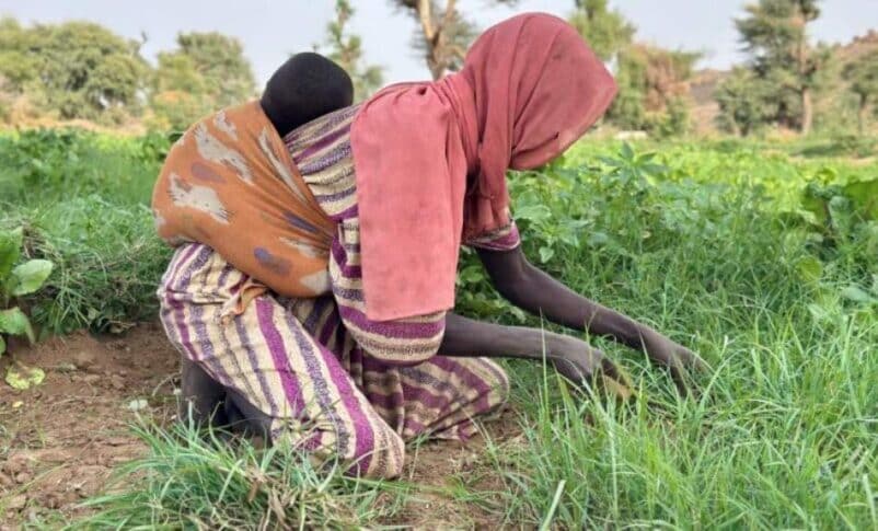 Al Jazirah farmers face immense financial hurdles threatening the upcoming agricultural season. (Ayin photo)