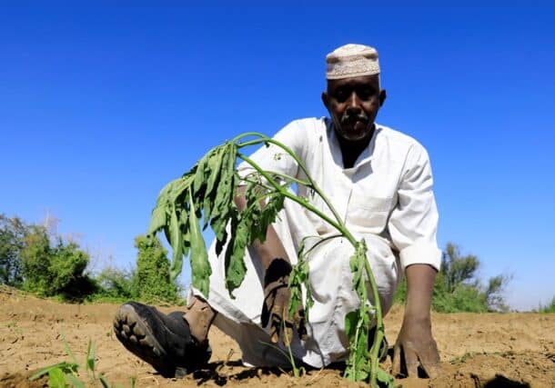 A Sudanese farmer plants eggplant in his farm in Tomnar village of Dongola, Sudan, Nov. 30, 2024. Photo Xinhua via Getty Images.